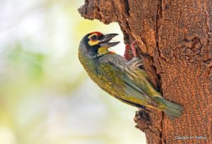 Colorful woodpecker perched on tree trunk.