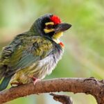 Colorful barbet bird perched on tree branch.