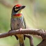 Colorful bird perched on branch