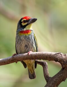 Colorful bird perched on branch