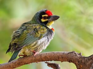 Colorful barbet bird perched on tree branch.