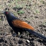 Greater Coucal bird on the ground