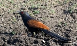 Greater Coucal bird on the ground