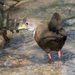 Bird wading in shallow stream.