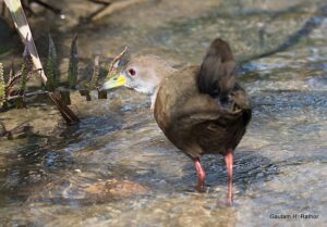 Bird wading in shallow stream.