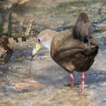 Bird wading in shallow water, searching for food.