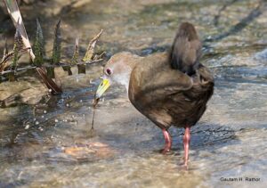 Bird wading in shallow water, searching for food.