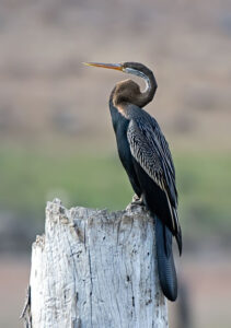 Darter bird perched on a weathered stump.