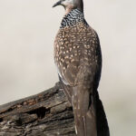 Speckled dove perched on a wooden log.