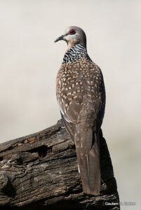 Speckled dove perched on a wooden log.