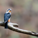 Black and white bird on a tree branch.