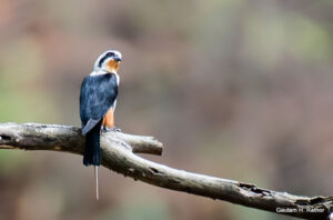Black and white bird on a tree branch.