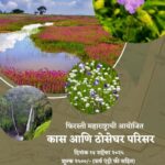 Flowers and waterfall at Kaas Plateau, Maharashtra.