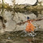 Bird taking flight from water surface