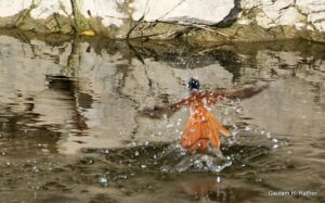Bird taking flight from water surface