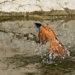 Bird flying over water with splashes.