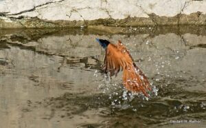 Bird flying over water with splashes.