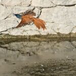 Bird flying over water near rocky surface