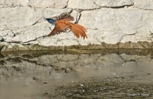 Bird flying over water near rocky surface