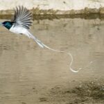 Asian paradise flycatcher flying over water surface