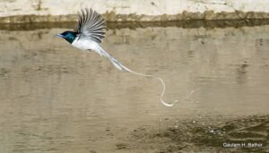 Asian paradise flycatcher flying over water surface