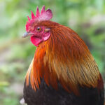 Colorful rooster with vibrant feathers in profile view.