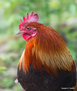 Colorful rooster with vibrant feathers in profile view.