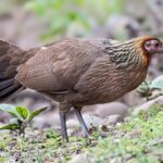 Brown bird foraging on rocky ground