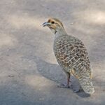 Crested francolin walking on sandy ground