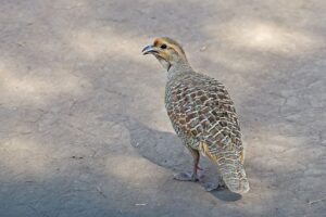 Crested francolin walking on sandy ground