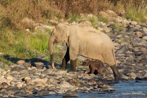 Elephant and calf walking on rocky riverbank
