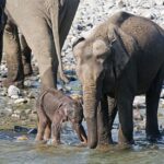 Elephant family with calf in river