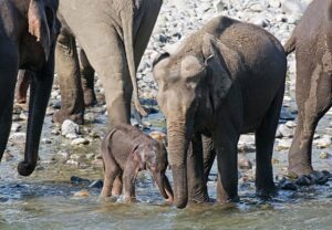 Elephant family with calf in river
