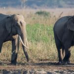 Two elephants walking in a grassy field.