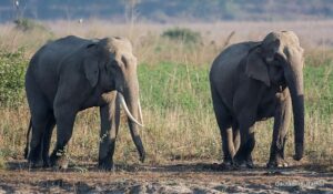 Two elephants walking in a grassy field.
