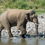 Elephant walking on rocky riverbank