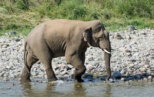 Elephant walking on rocky riverbank