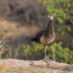 Peahen standing on rock in natural habitat.