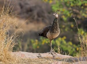 Peahen standing on rock in natural habitat.