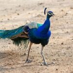 Vibrant peacock standing on dirt ground