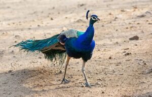 Vibrant peacock standing on dirt ground