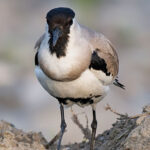 Close-up of a black-headed bird on sand.