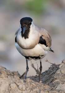 Close-up of a black-headed bird on sand.