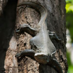 Lizard climbing tree trunk in sunlight.
