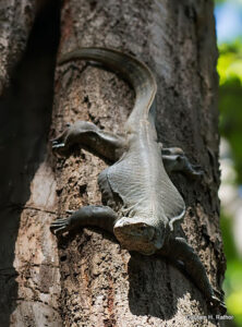 Lizard climbing tree trunk in sunlight.