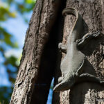 Lizard climbing tree trunk in sunlight.