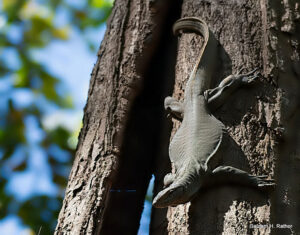 Lizard climbing tree trunk in sunlight.