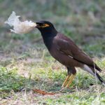 Bird holding plastic bag on grass.