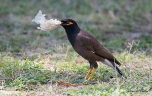 Bird holding plastic bag on grass.