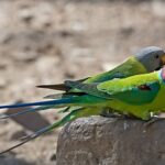 Colorful parakeets perched on a rock